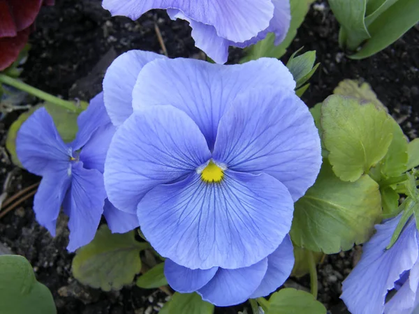 Blüten der Veilchen. — Stockfoto