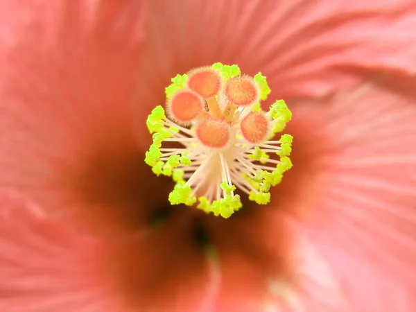 Krásné a úžasné tropické květy. — Stock fotografie