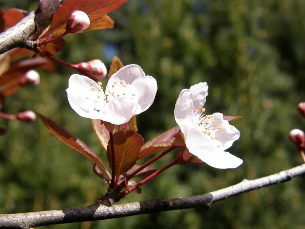Sakura en primavera . — Foto de Stock
