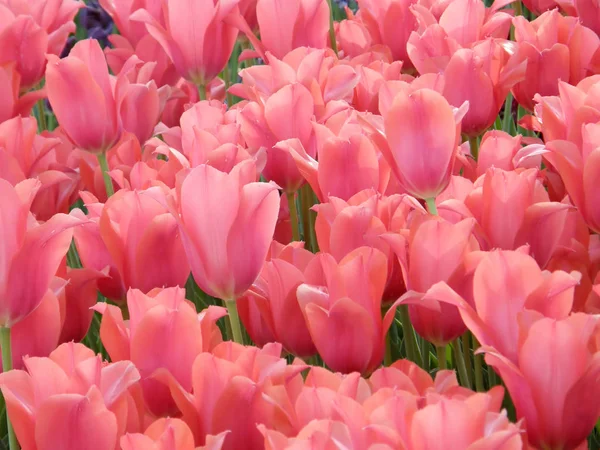 Kwiatów. Tulipany wiosna. — Zdjęcie stockowe
