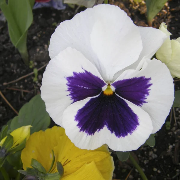 Blommor av violer. — Stockfoto