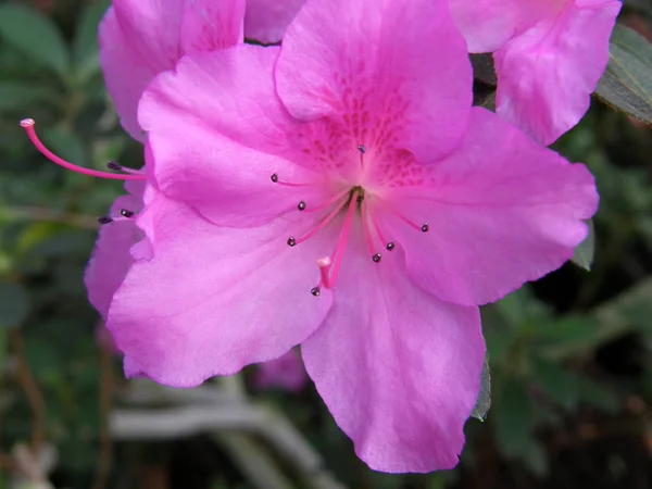 Рододендрон. красиві квіти . — стокове фото