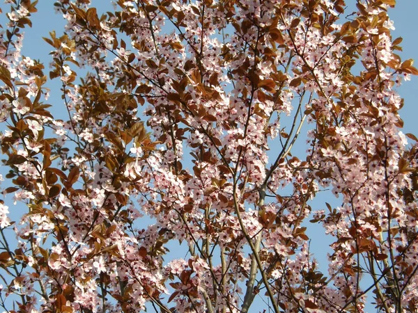 Sakura im Frühling. — Stockfoto