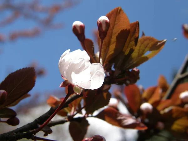 Sakura na jaře. — Stock fotografie
