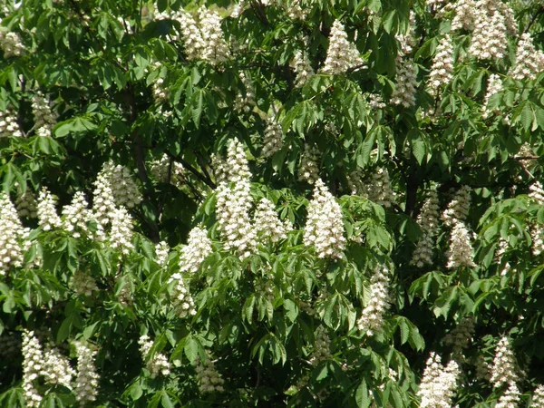 Bloemen van kastanjes. — Stockfoto