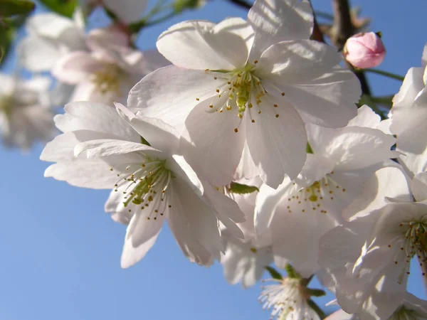 Sakura na jaře. — Stock fotografie