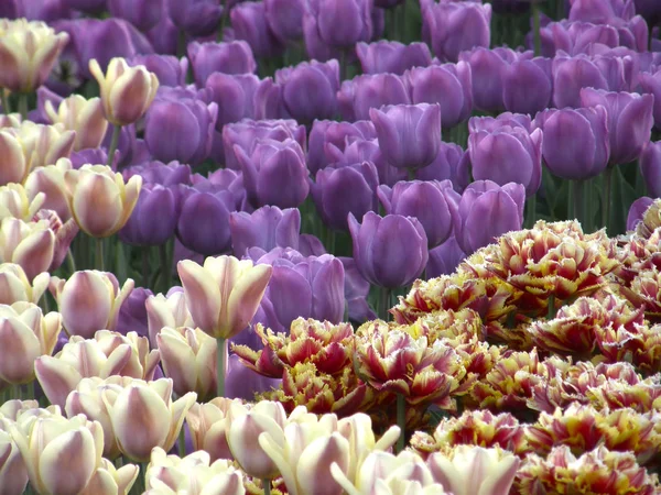 Bloemen. Lente tulpen. — Stockfoto