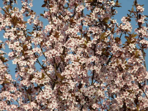 春に桜. — ストック写真