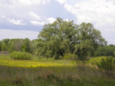 Yeşil çayırlar ve güzel ağaçlar
