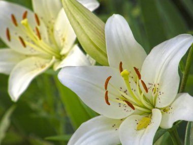 Zambaklar. Yaz çiçek.