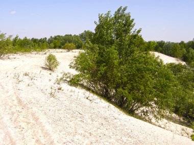 kumlu yamaçta ağaçta.