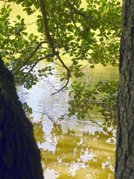 Pohon di latar belakang air danau . — Stok Foto