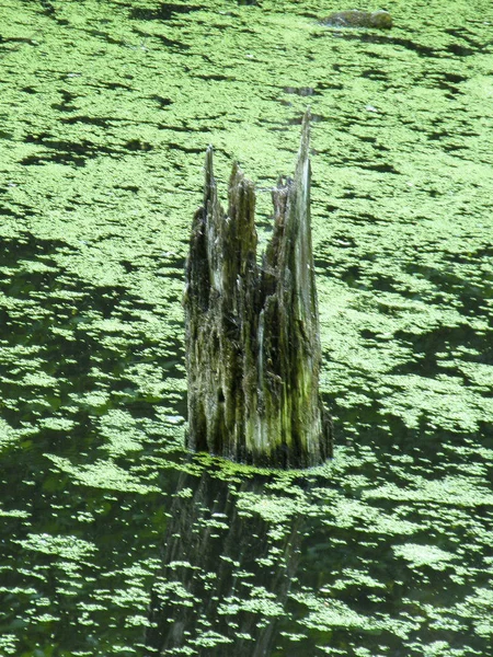 Ein alter Baum vor dem Hintergrund von Algen — Stockfoto