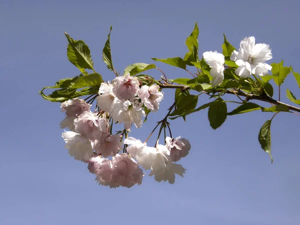 Piękny sakura na wiosnę. — Zdjęcie stockowe