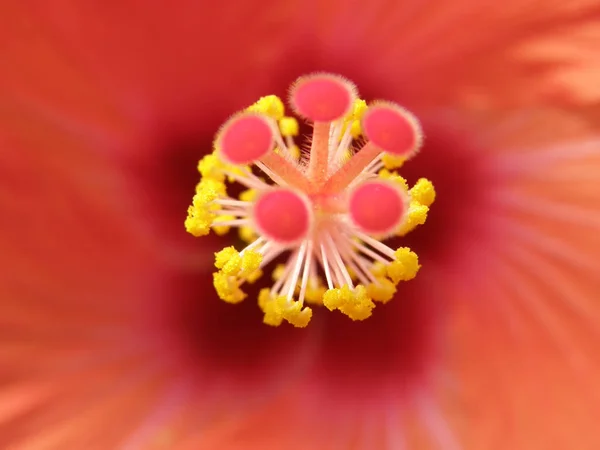 Vackra och fantastiska tropiska blommor. — Stockfoto