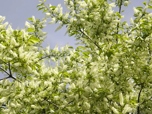 Květiny na vavřínový strom — Stock fotografie