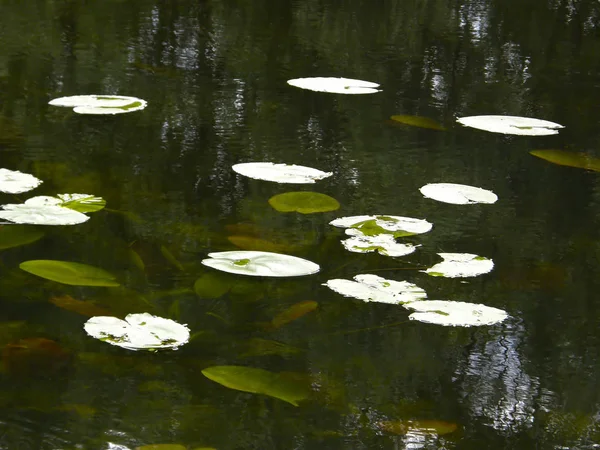 Листя кубиків води на озері . — стокове фото