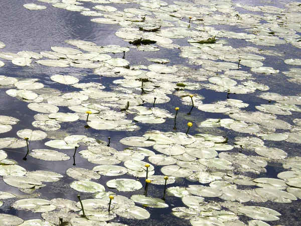 Folhas de cubos de água no lago . — Fotografia de Stock