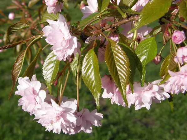 Piękny sakura na wiosnę. — Zdjęcie stockowe