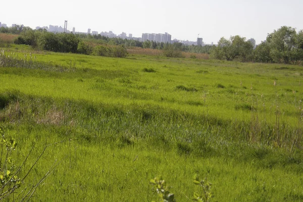 Zielona trawa na wiosenna łąka. — Zdjęcie stockowe