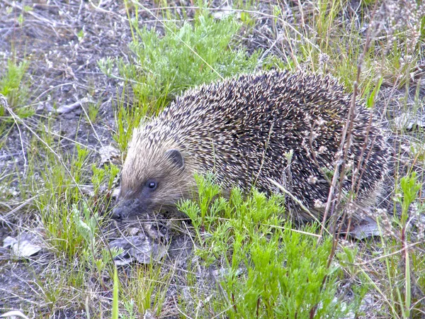 Ein wilder Igel auf dem Boden. — Stockfoto