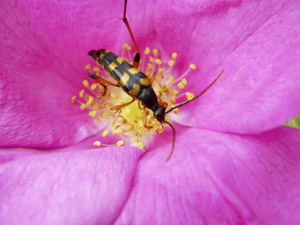 Beetle na piękny kwiat. — Zdjęcie stockowe