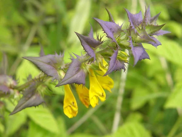 Wild summer flowers. — Stock Photo, Image