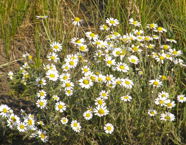 Camomilles sauvages. Fleurs d'été . — Photo