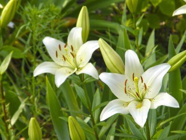 Zambaklar. Yaz çiçek.