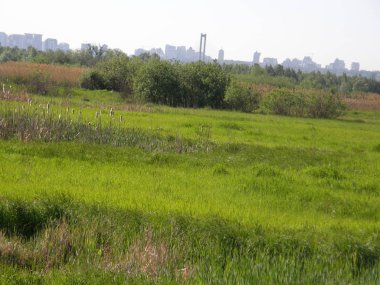 yeşil çimenlerin üzerinde bir bahar çayır.