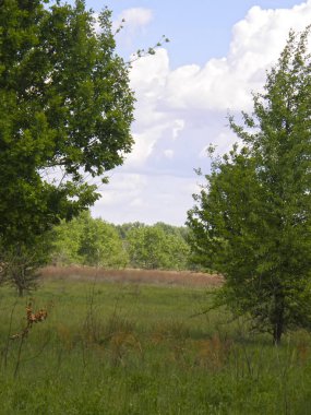 Yeşil çayırlar ve güzel ağaçlar