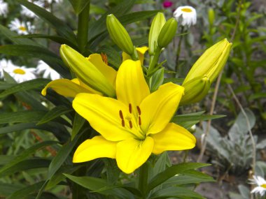 Zambaklar. Yaz çiçek.