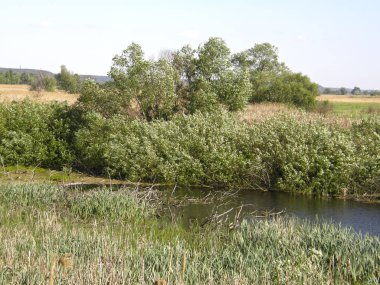 Yeşil çayırlar ve güzel ağaçlar