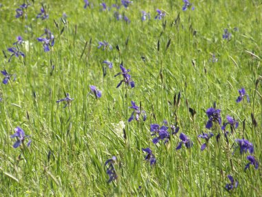 Yaban süsen. Bahar çiçekleri.