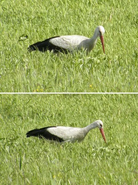 Belle cigogne des oiseaux — Photo