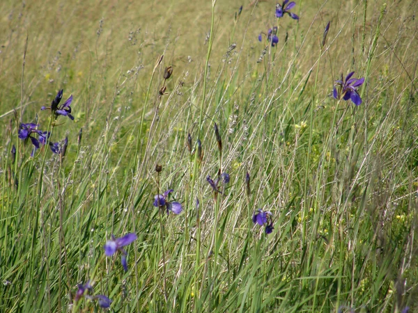 Íris selvagens. Flores de primavera . — Fotografia de Stock