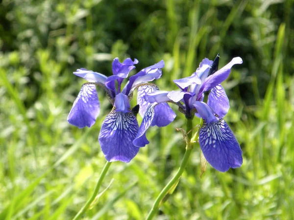 Wild irises. Spring flowers. — Stock Photo, Image