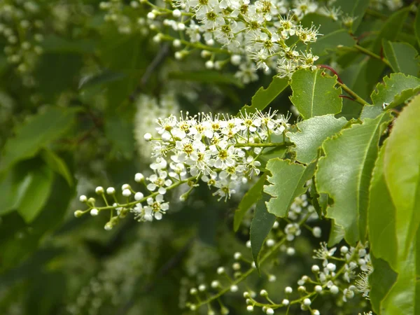 Flores na árvore de louros . — Fotografia de Stock