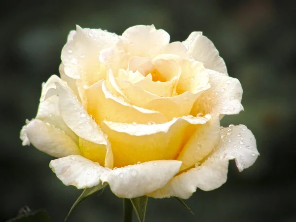 Rosa flor. Flores . —  Fotos de Stock
