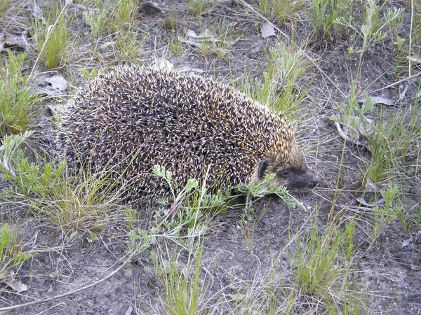 A wild hedgehog on the ground. — Stock Photo, Image