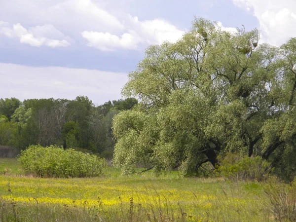 Prairies verdoyantes et beaux arbres — Photo