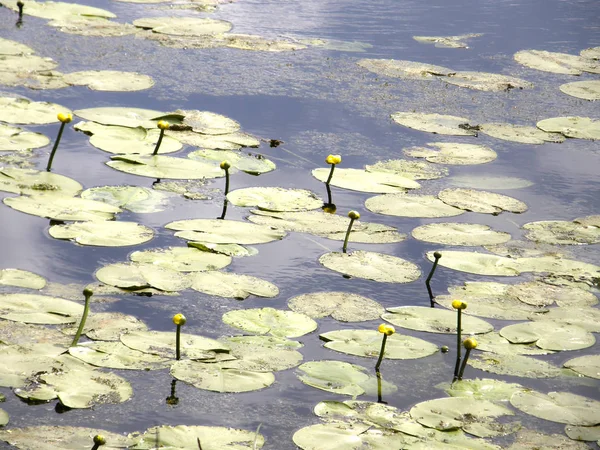 호수에 물 큐브의 잎. — 스톡 사진