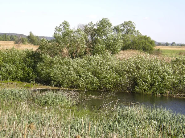 Prati verdi e bellissimi alberi — Foto Stock