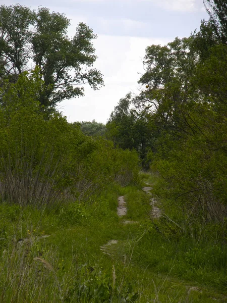 Prairies verdoyantes et beaux arbres — Photo