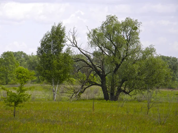 Prairies verdoyantes et beaux arbres — Photo