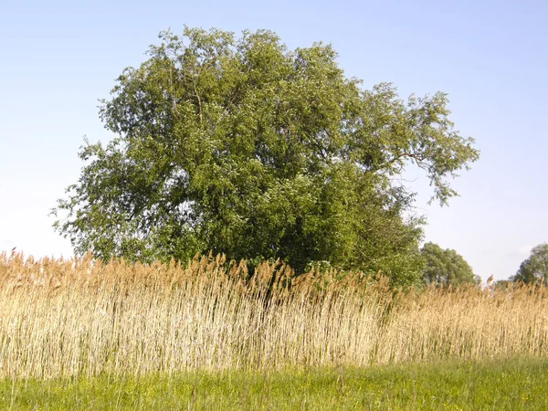 Gröna ängar och vackra träd — Stockfoto