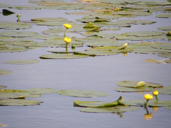 Folhas de cubos de água no lago . — Fotografia de Stock