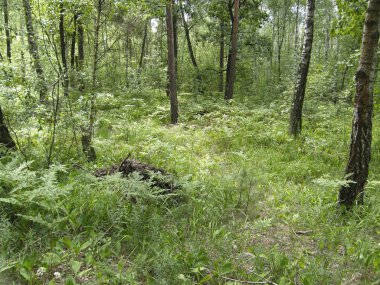 Yaz ormandaki ağaçlar.