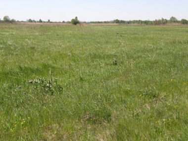 yeşil çimenlerin üzerinde bir bahar çayır.