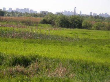 yeşil çimenlerin üzerinde bir bahar çayır.